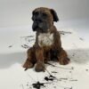 ken  (sold) - Afbeelding 2